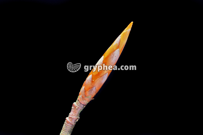 Hêtre - Bourgeon dormant - gryphea.com